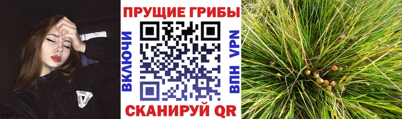 Купить где  Урень  Псилоцибиновые грибы MAGIC MUSHROOMS 